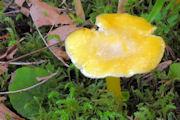 Mushroom, Waxy Cap, Golden