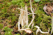 Mushroom, White Worm Coral