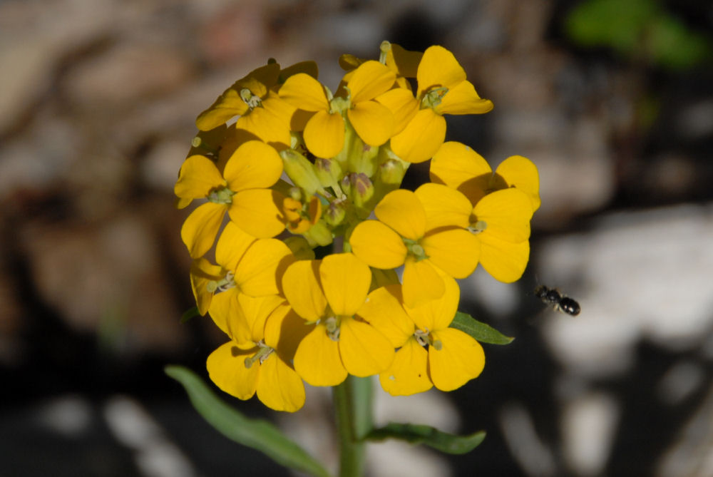 Field Mustard -  Wildflowers Found in Oregon