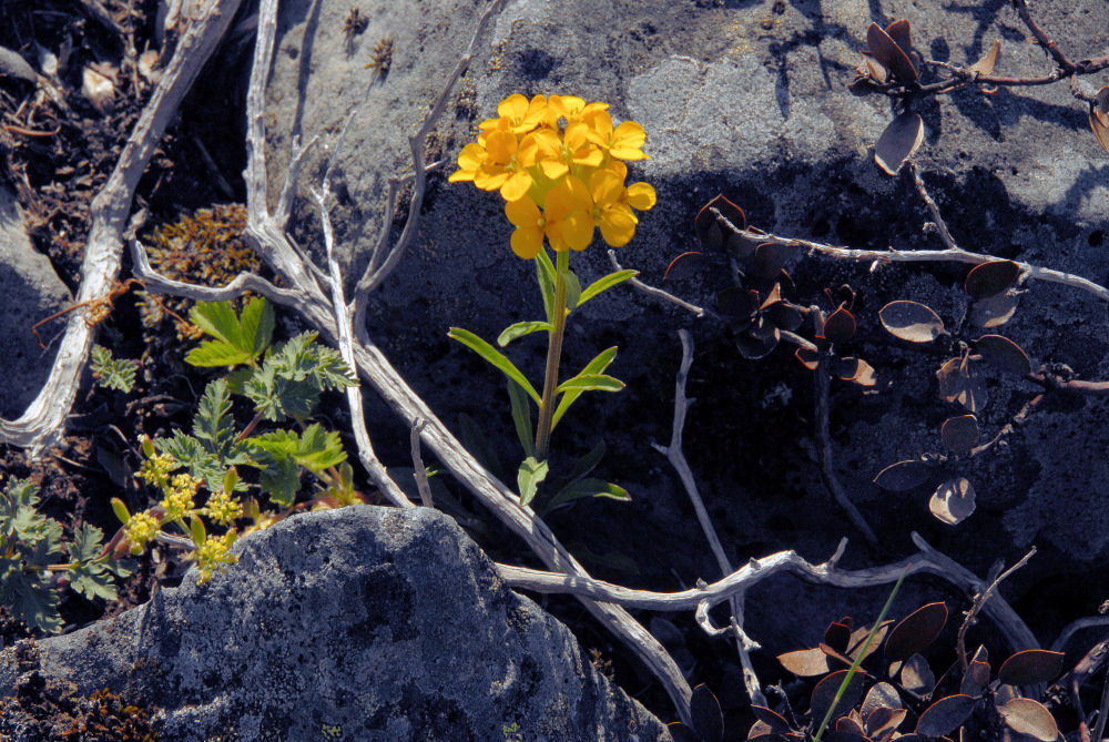 Wormseed Mustard Wildflowers Found in Oregon