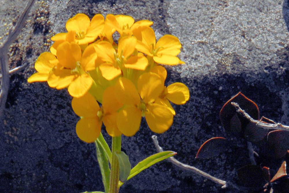 Wormseed Mustard Wildflowers Found in Oregon