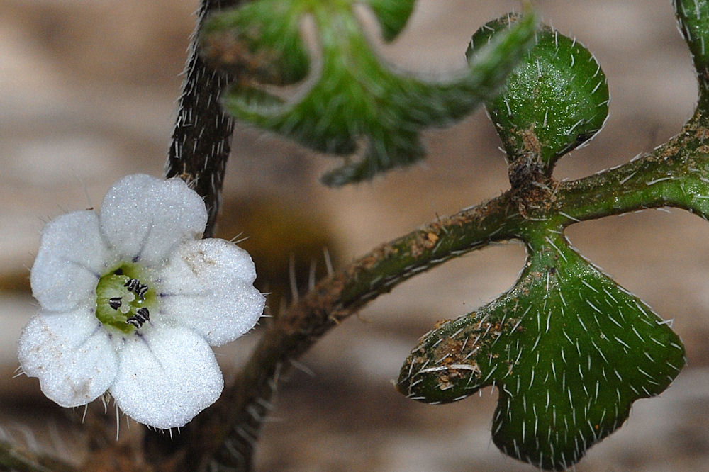 Meadow Nemophila Wildflowers Found in Oregon