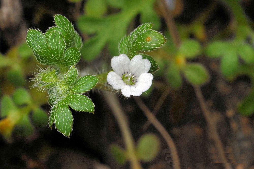 Small Flowered Nemophila 