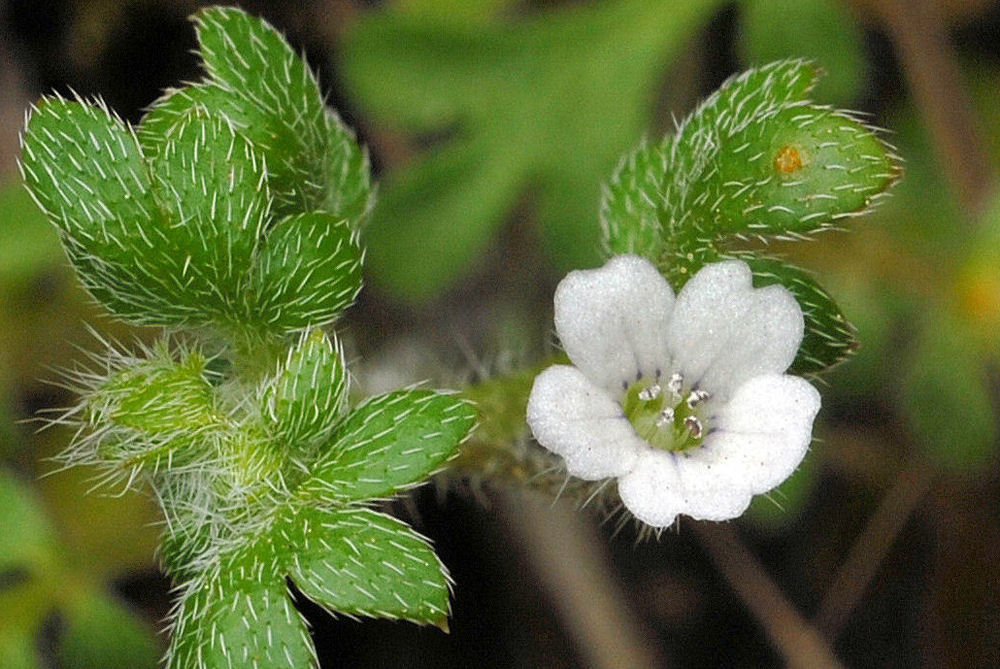 Small Flowered Nemophila 