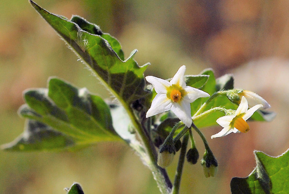 Black Nightshade Wildflowers Found in Oregon