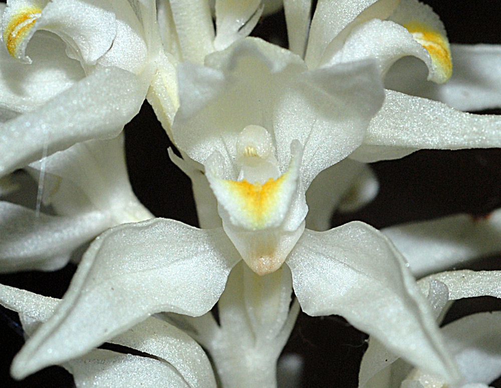 Phantom Orchid 