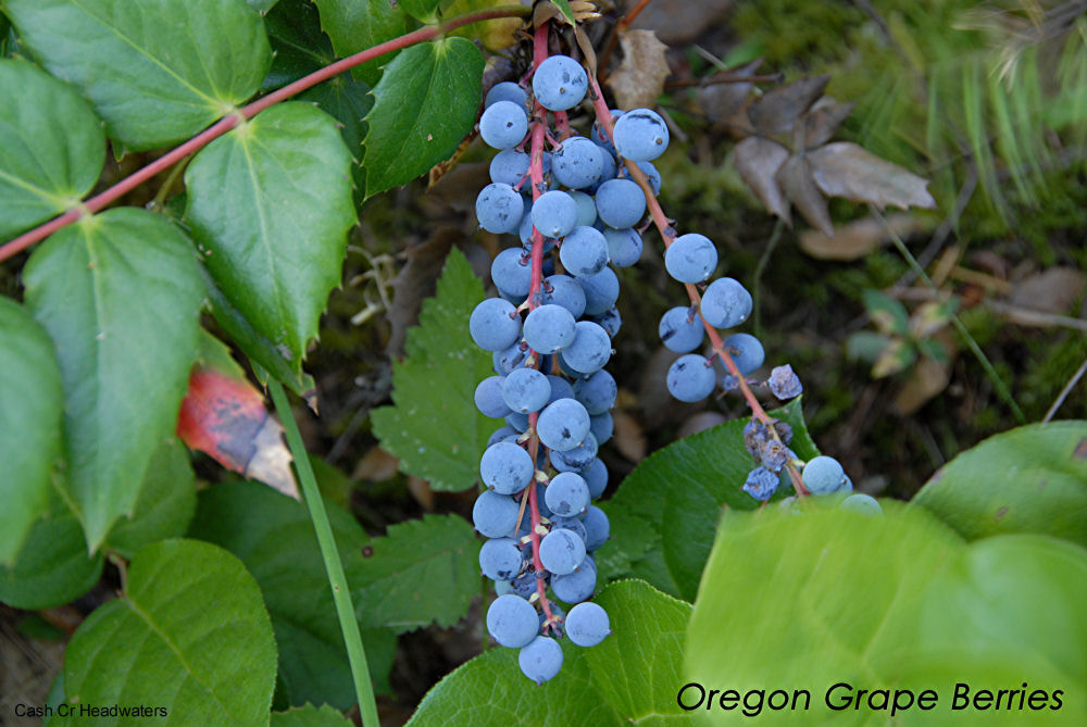 Oregon Grape Berries