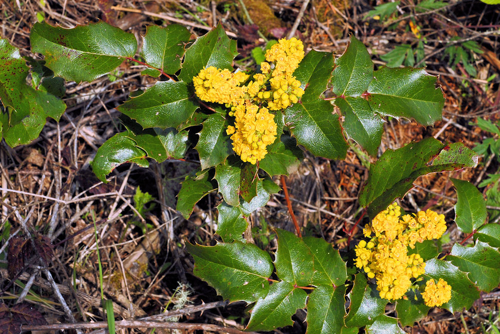 Oregon Grape 