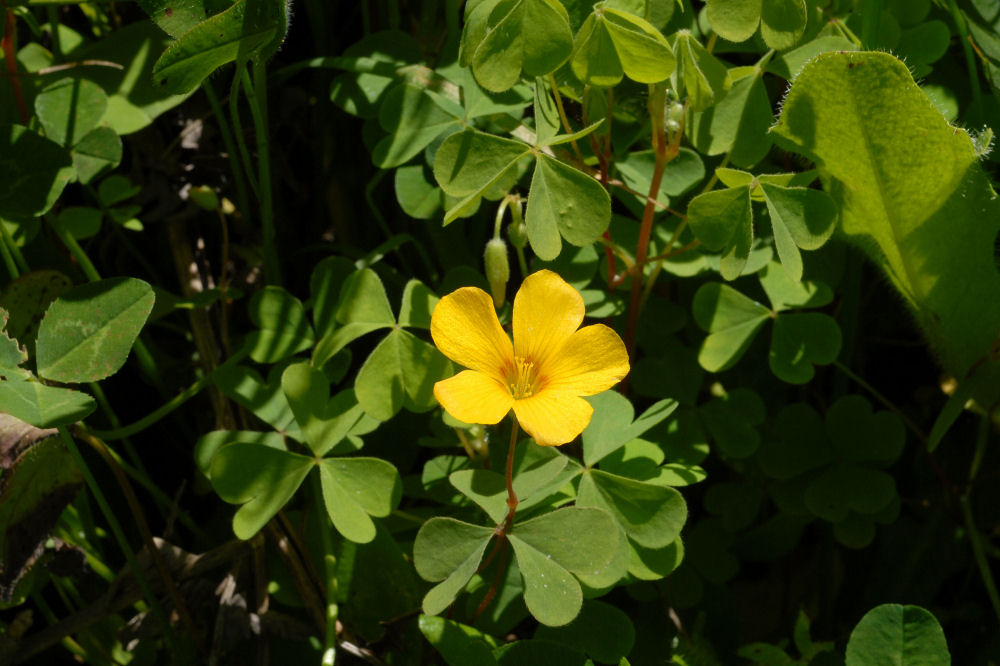 Western Yellow Oxalis Blossom
