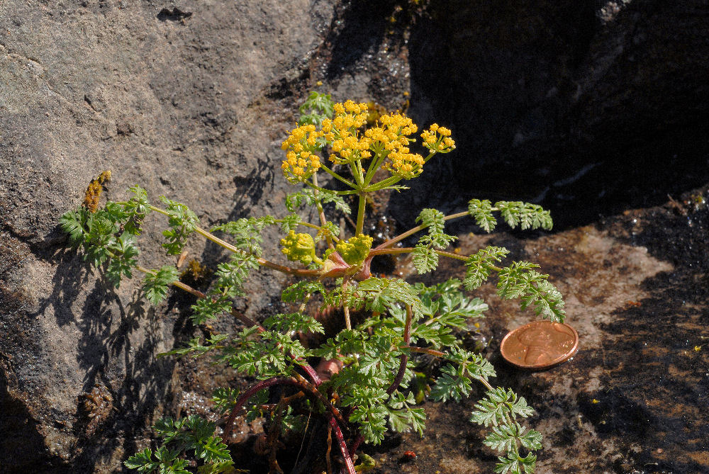 Hall's Desert Parsley