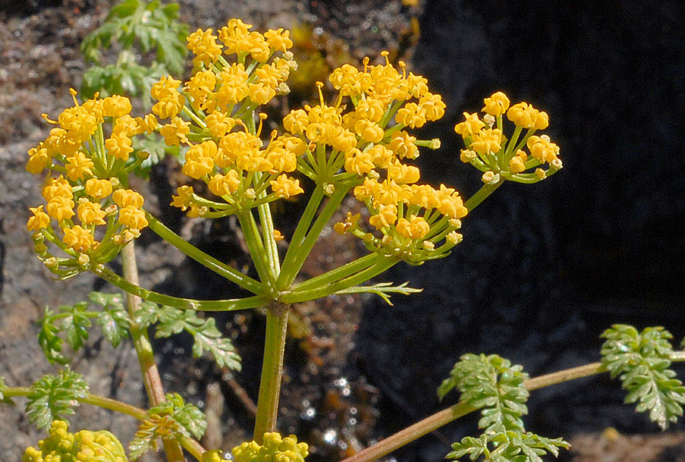 Hall's Desert Parsley