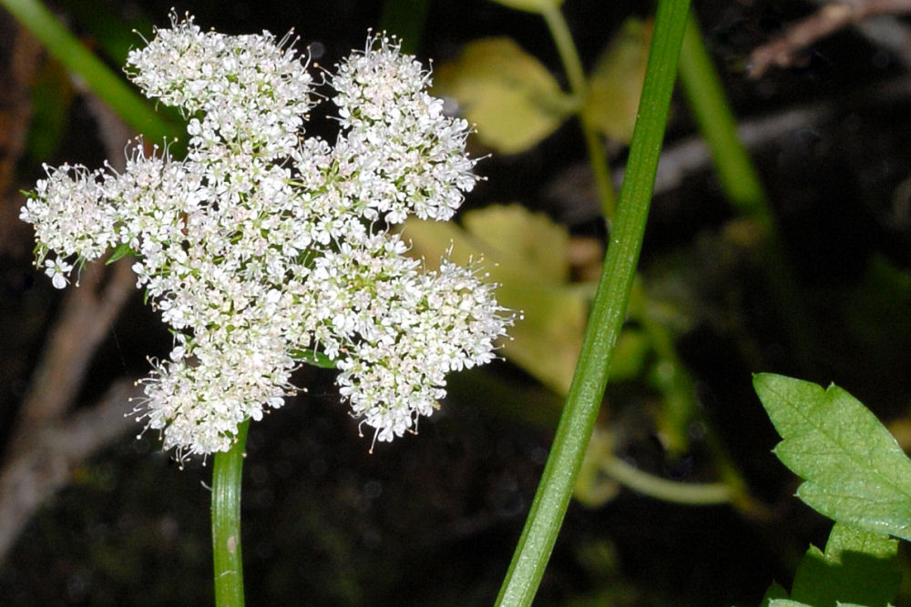 Pacific Water-Parsley