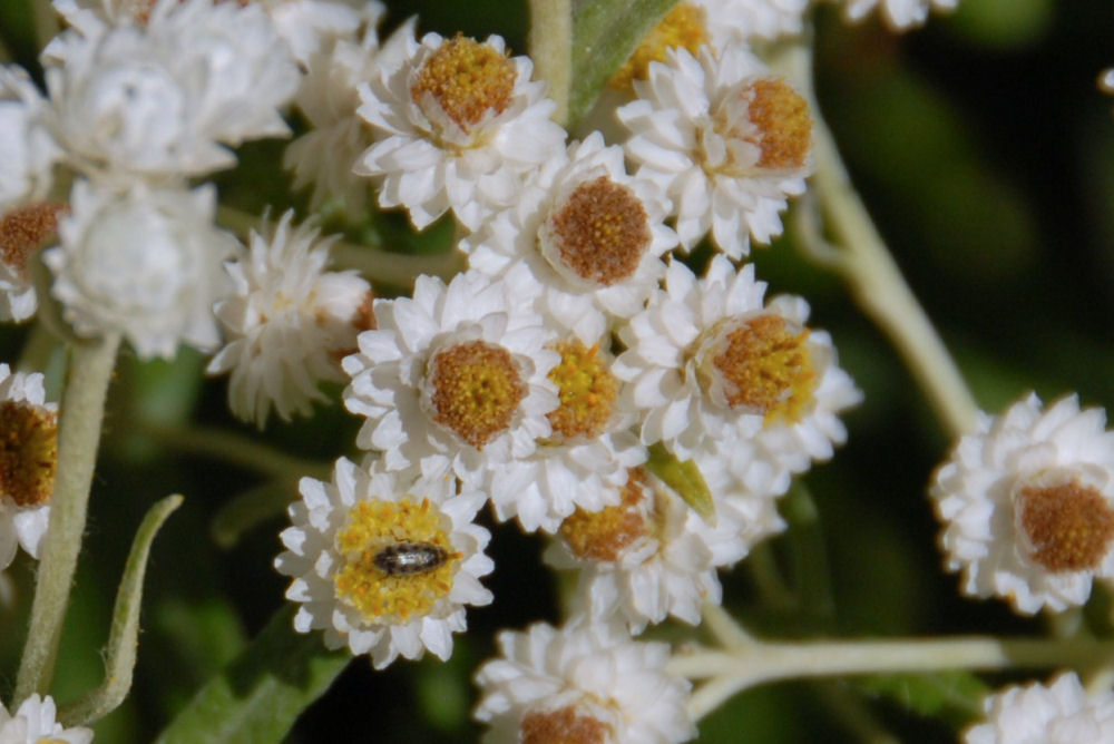 Pearly Everlasting