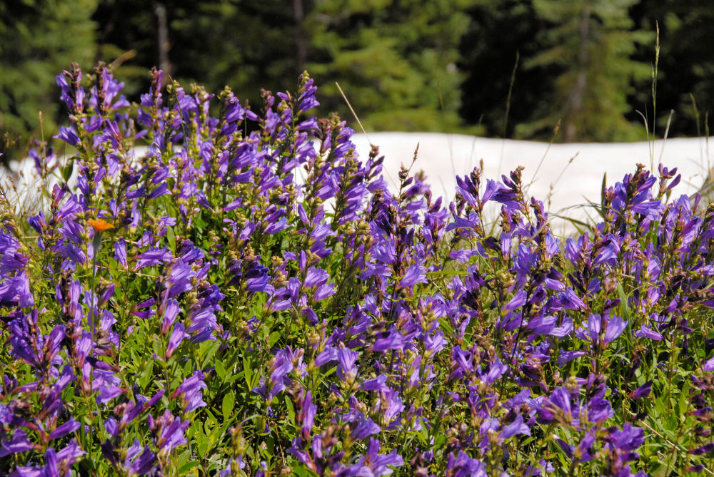 Blue-Mountain Penstemon