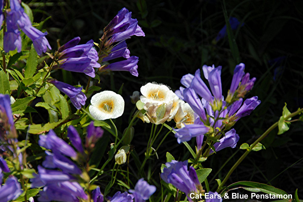 Blue-Mountain Penstemon