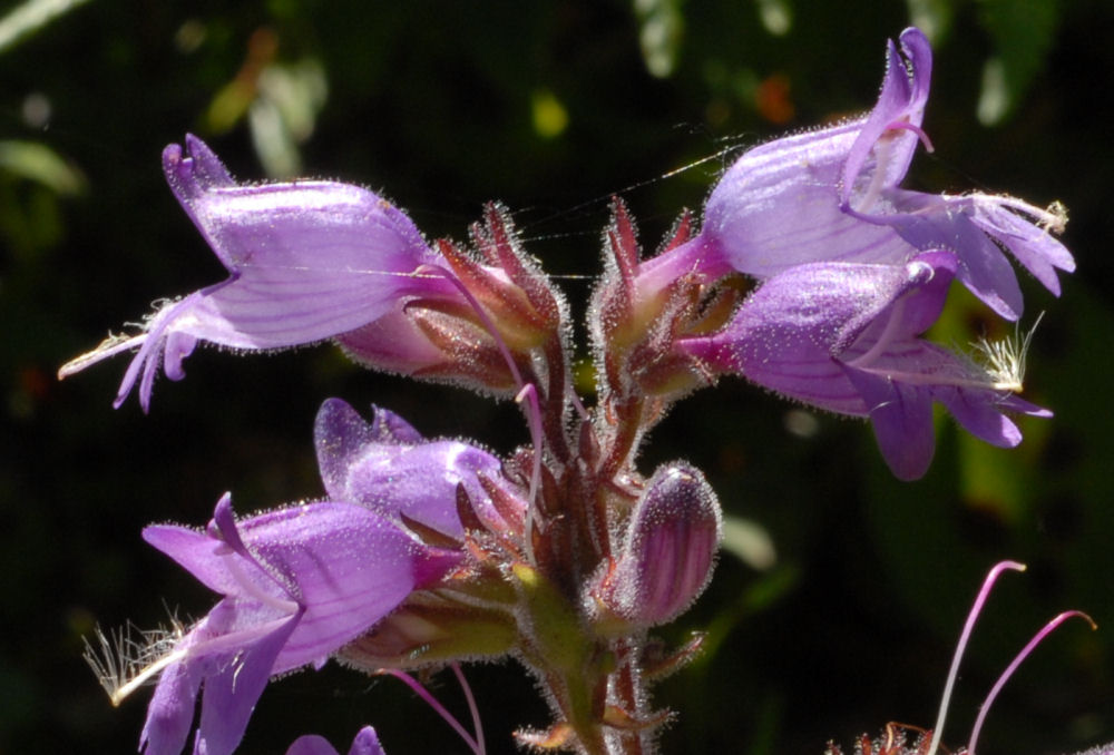 Davidson's Penstemon