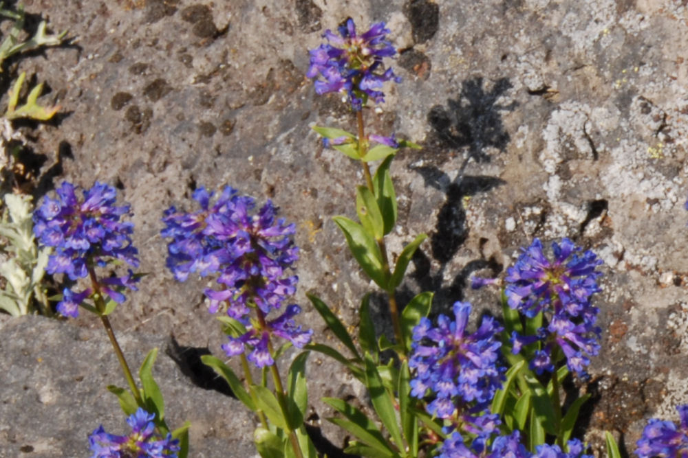 Globe Penstemon