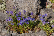 Penstemon, Globe