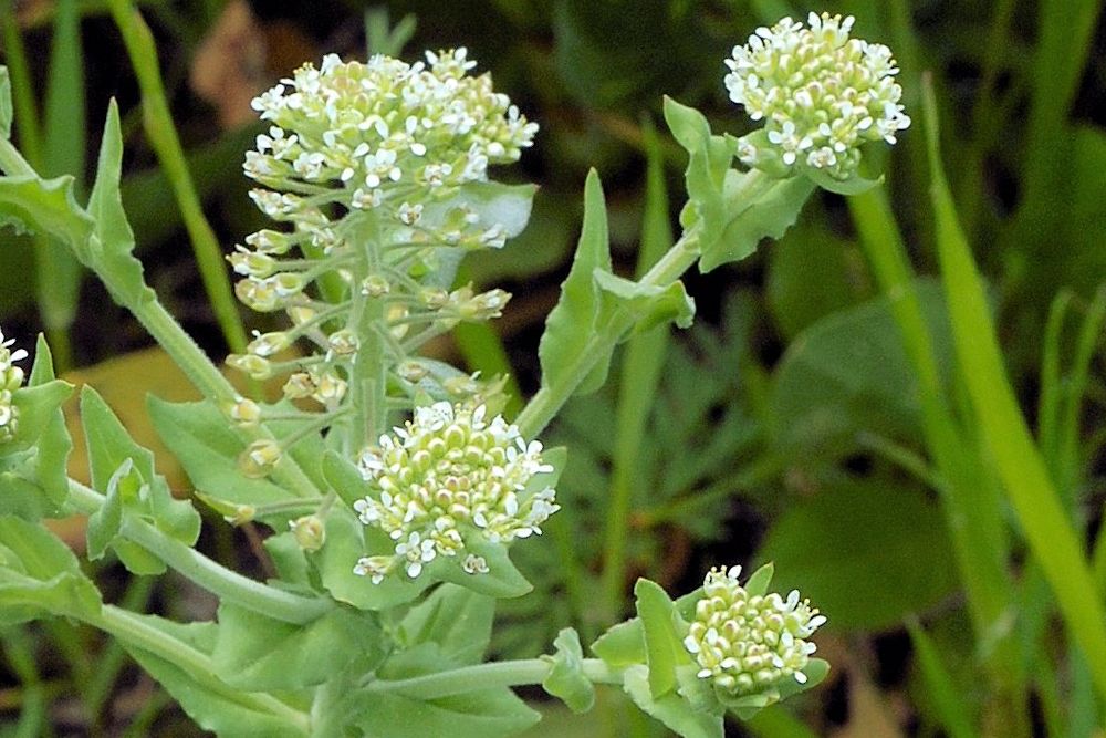  Field Peppergrass 