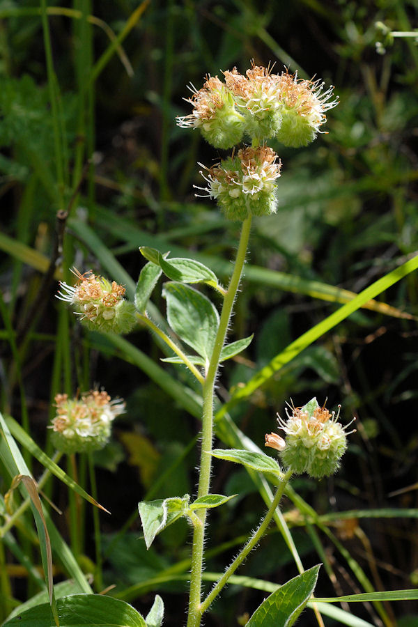 Silverleaf Phacelia