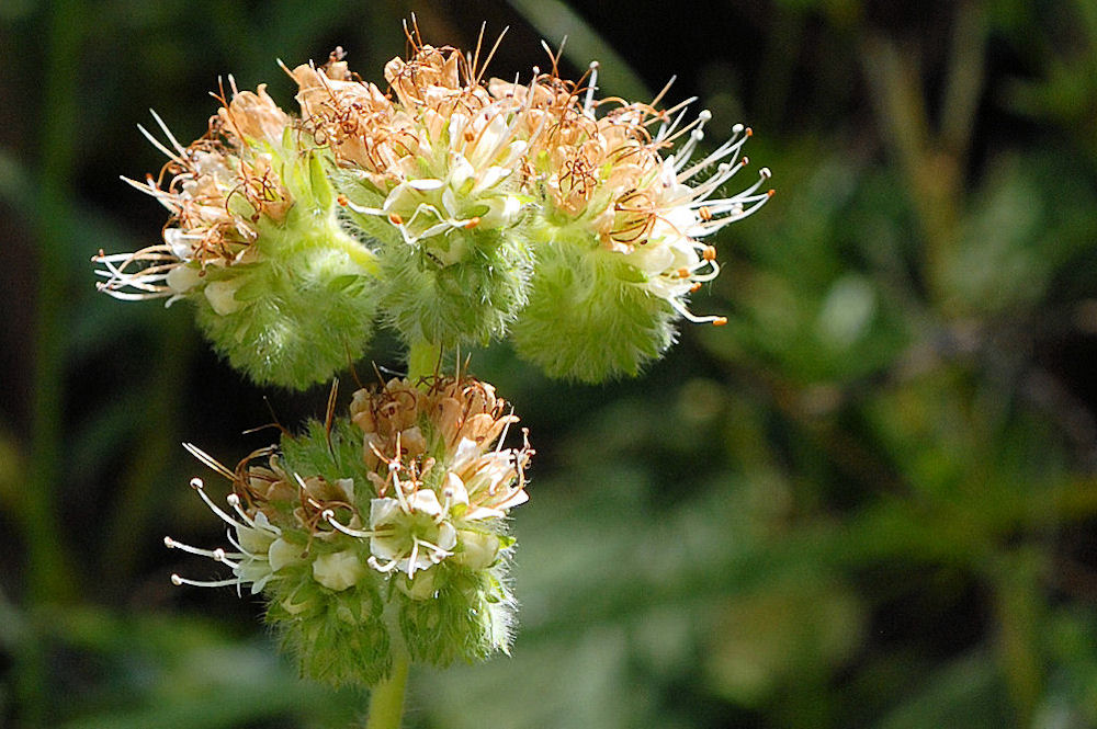 Silverleaf Phacelia