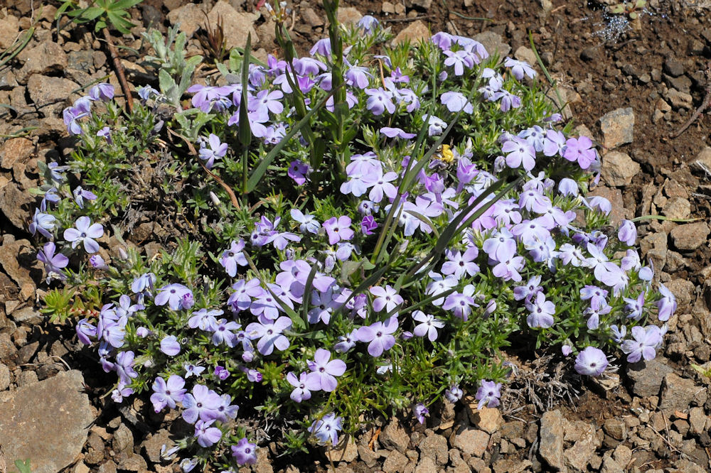 Sticky Phlox