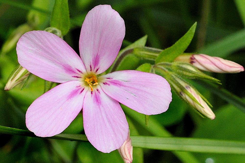 Woodland Phlox