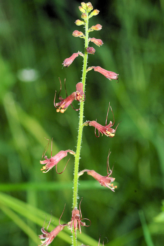 Piggy Back Plant