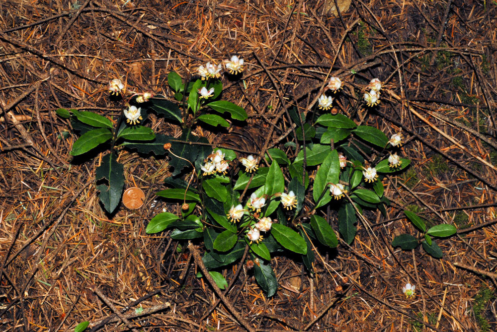 Menzies' Pipsissewa 