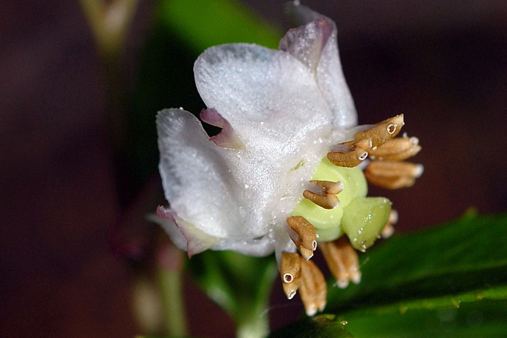 Menzies' Pipsissewa 