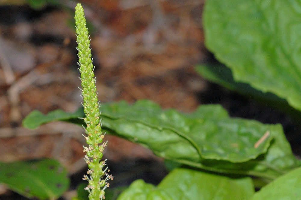 Broadleaf Plantain 