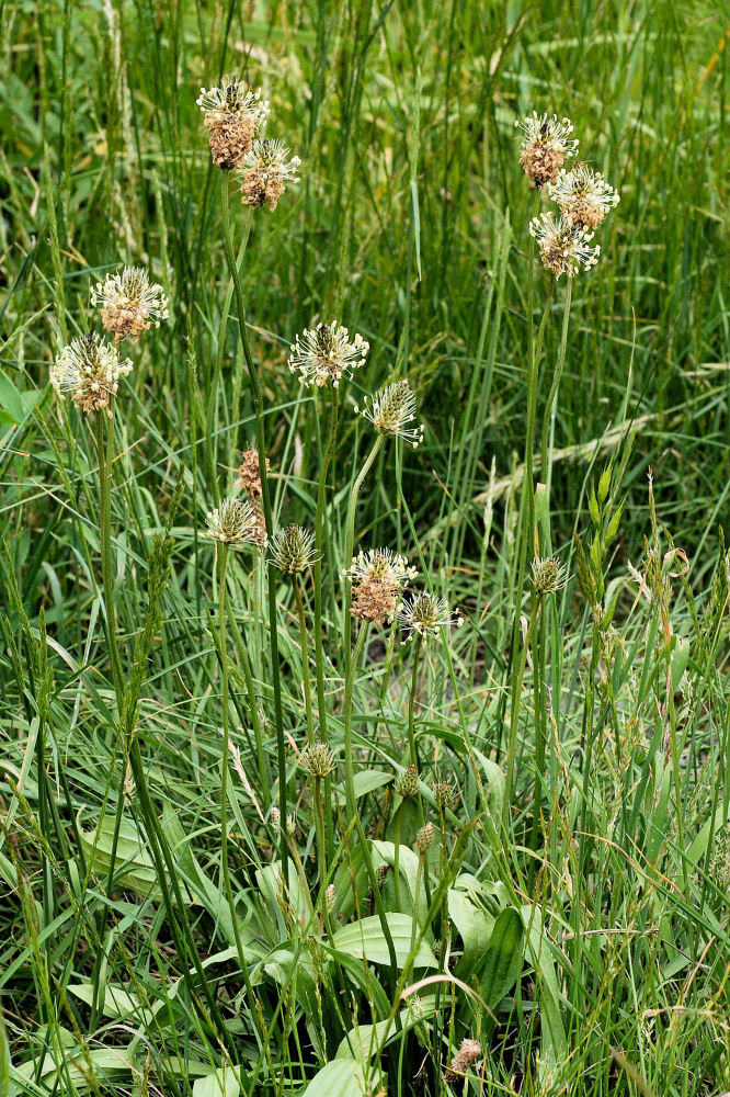 English Plantain 