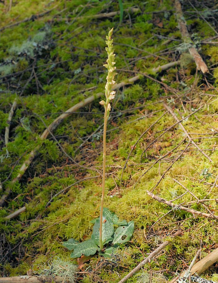 Rattlesnake Plantain 