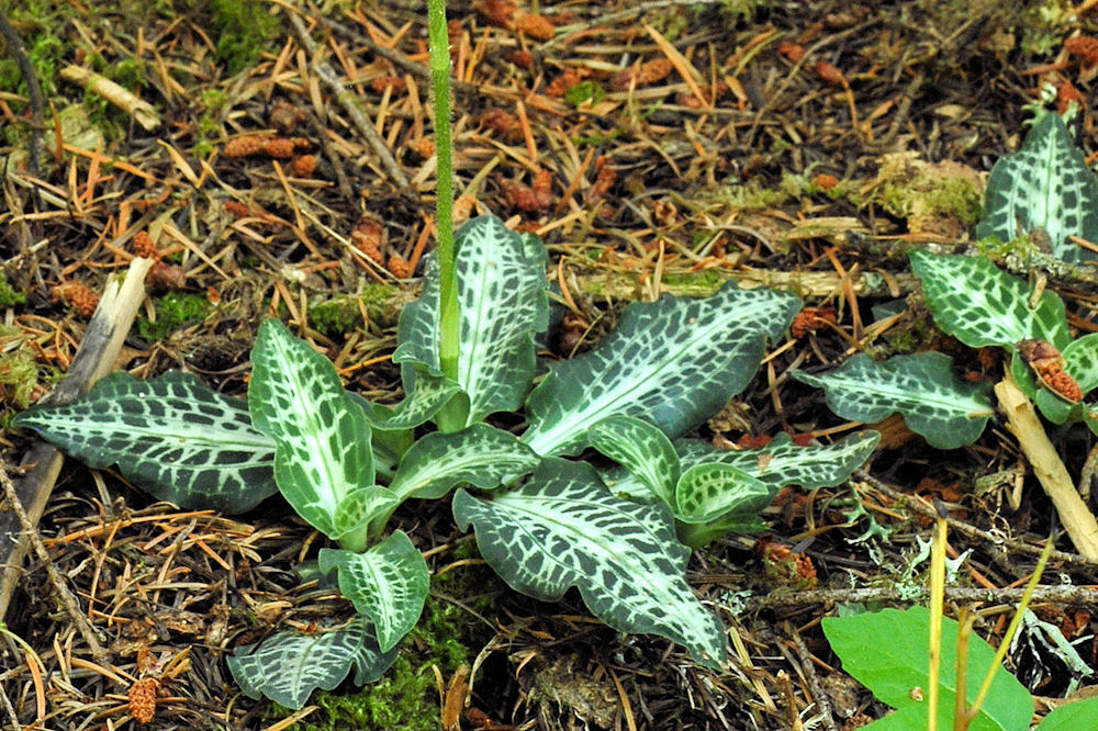 Rattlesnake Plantain 