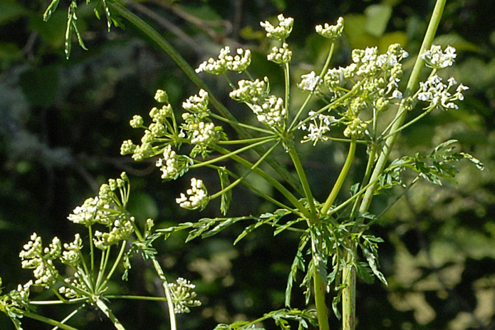 Poison Hemlock