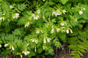 Polemonium, Salmon