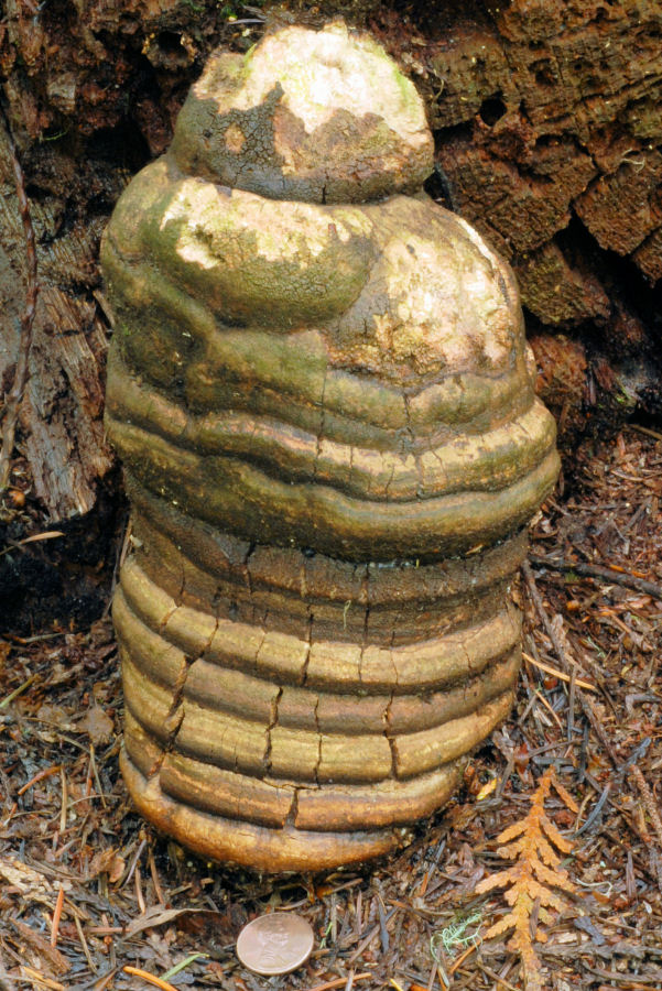 Larch Polypore 