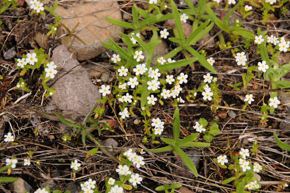 Rusty Popcorn Flower 