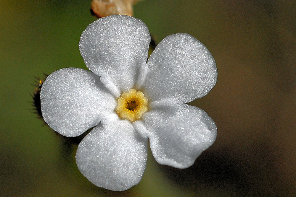 Rusty Popcorn Flower 