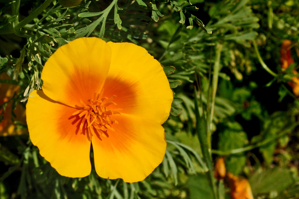 California Poppy 