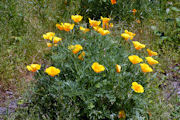 Poppy, California