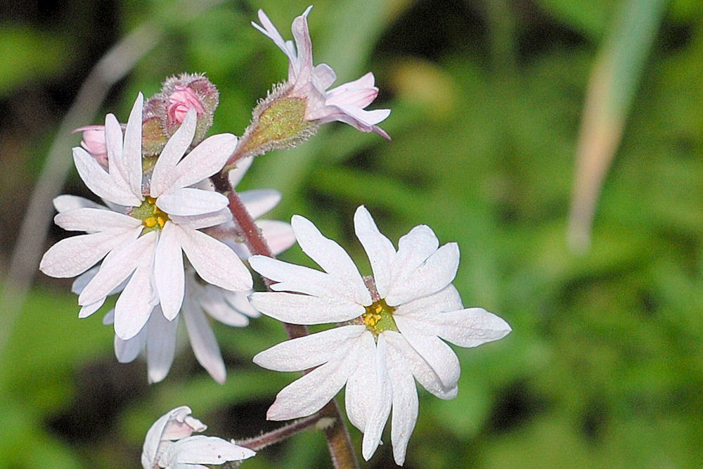 Prairie Star