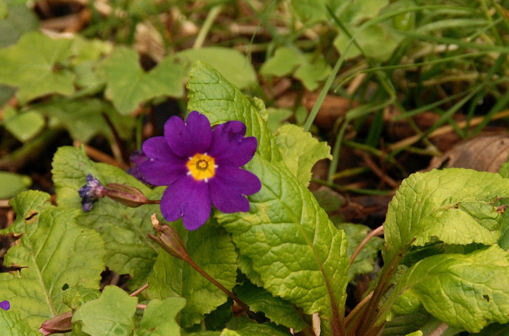 Wedge-Leaf Primrose