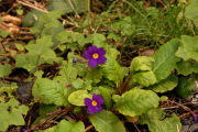 Primrose, Wedge-leaf