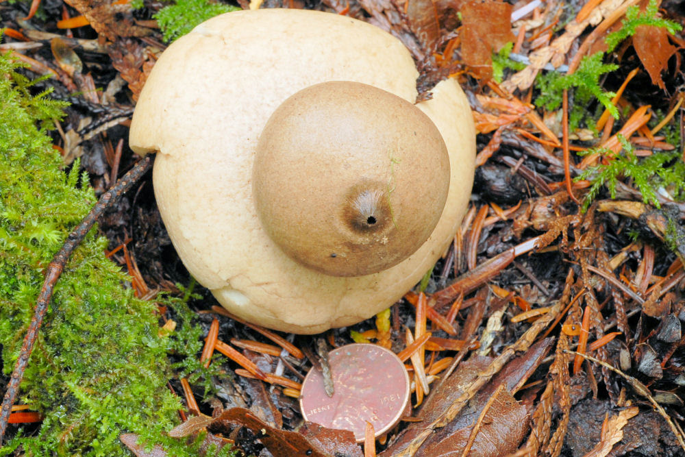 Gem Studded Puffball