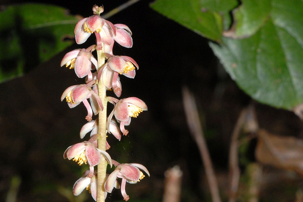 Heart-leaved Pyrola