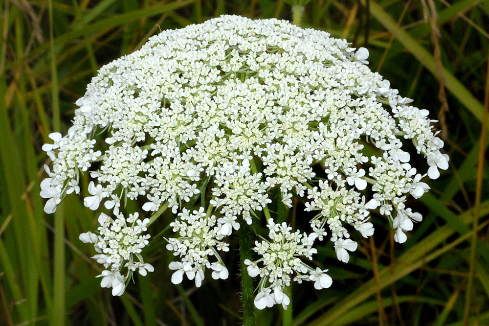 Queen Anne's Lace