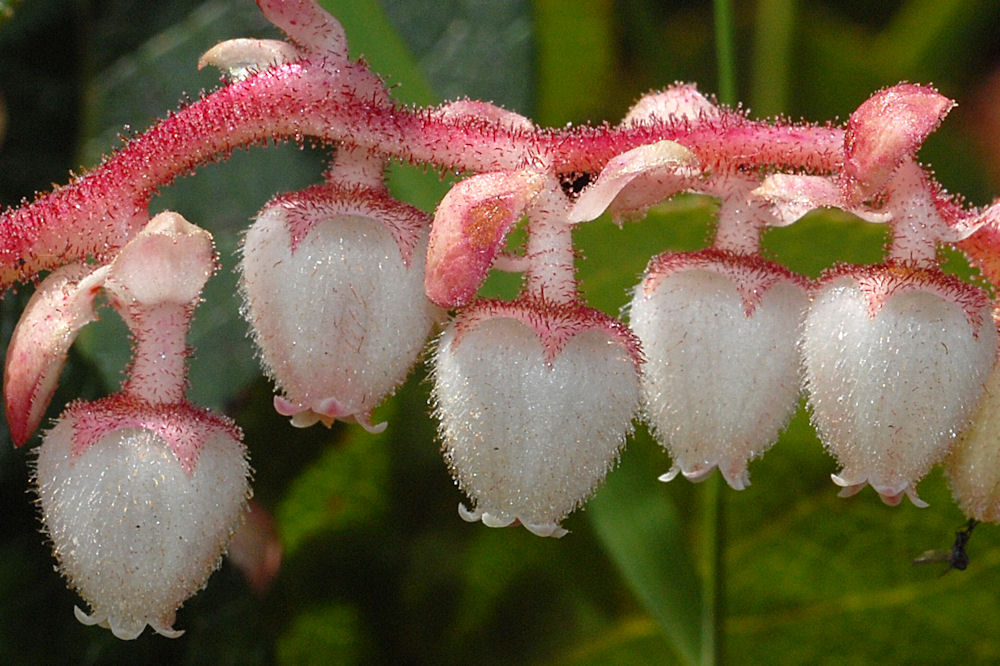 Salal 