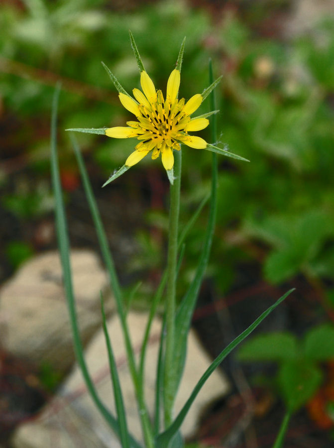 Yellow Salsify