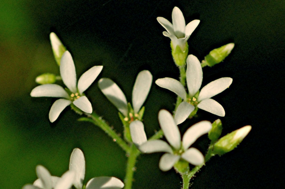 Pumice Sandwort - Wildflowers Found in Oregon